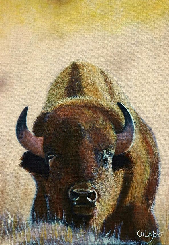 Bison-Jean Yves Crispo